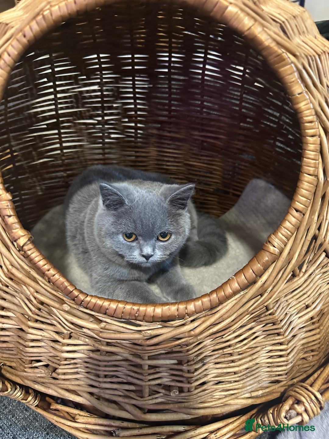 British Shorthair cats for sale: British Shorthair GCCF Registered Kittens  - Advert 3