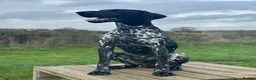 German Shorthaired Pointer dogs for stud: Proven Beautiful Imported GSP in Ashbourne - Advert 4