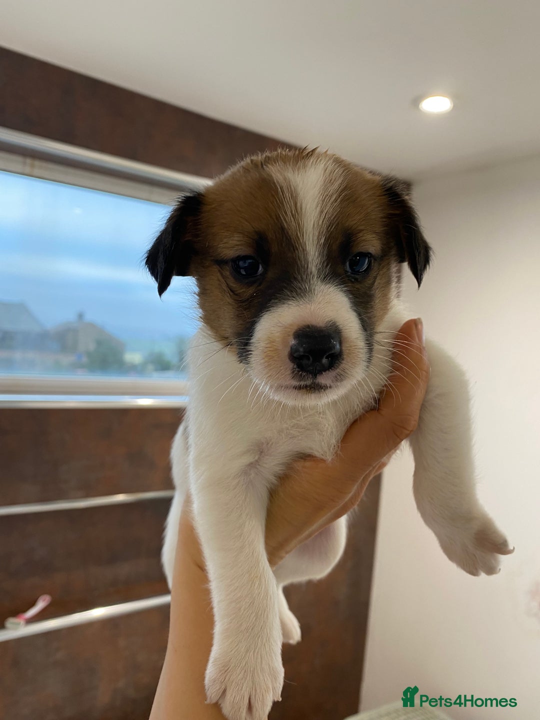 Jack Russell dogs for sale: 3 gorgeous jack Russell boys  - Advert 10