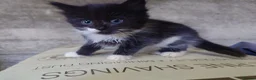 Mixed Breed cats for sale: Friendly Farm Kittens  - Advert 5