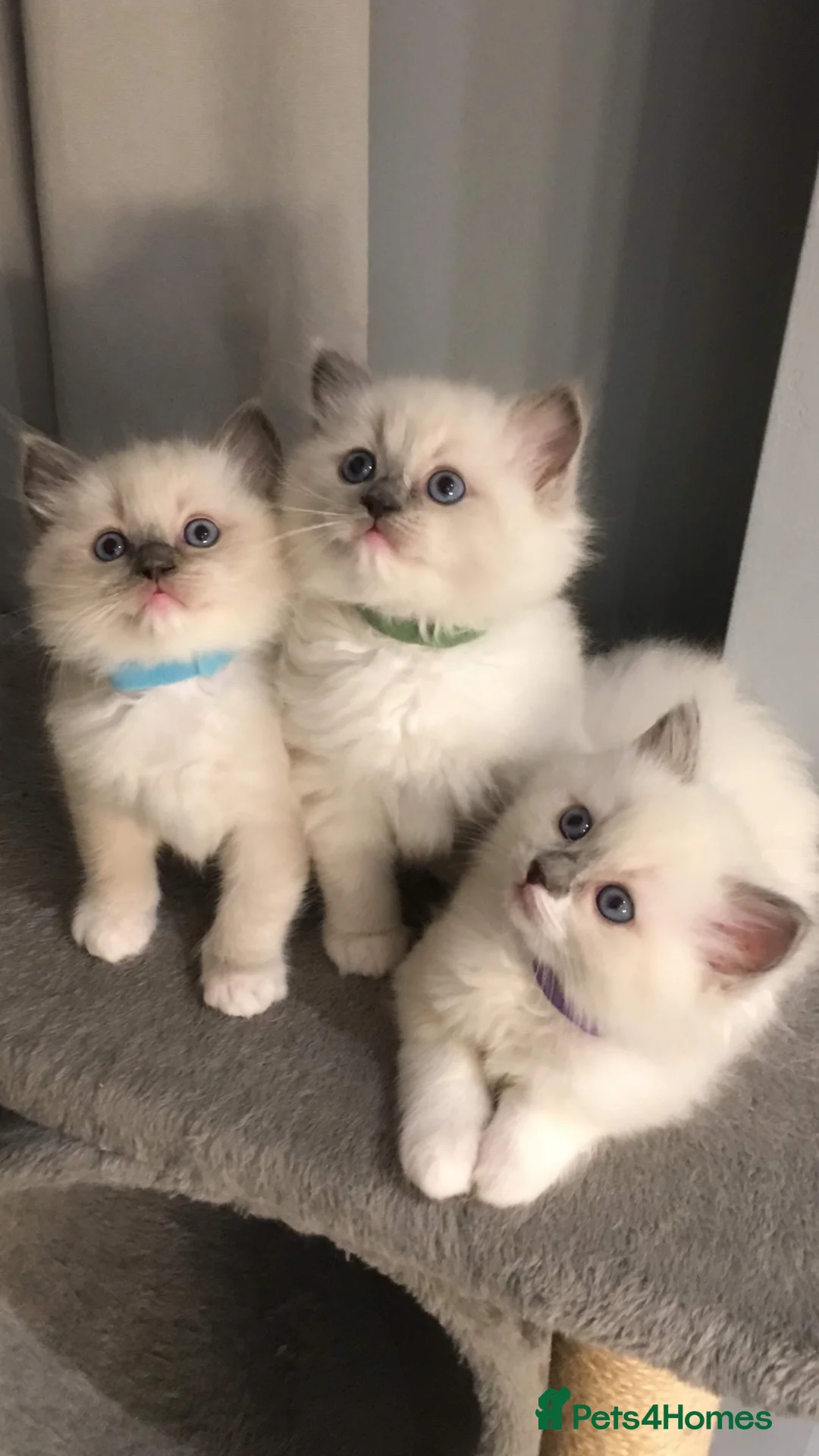 Ragdoll cats for stud: Bi-Colour Handsome Ragdoll Stud GCCF/TICA (Active) - Advert 9