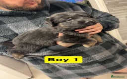 German Shepherd dogs for sale: German shepherd puppies  - Image 8
