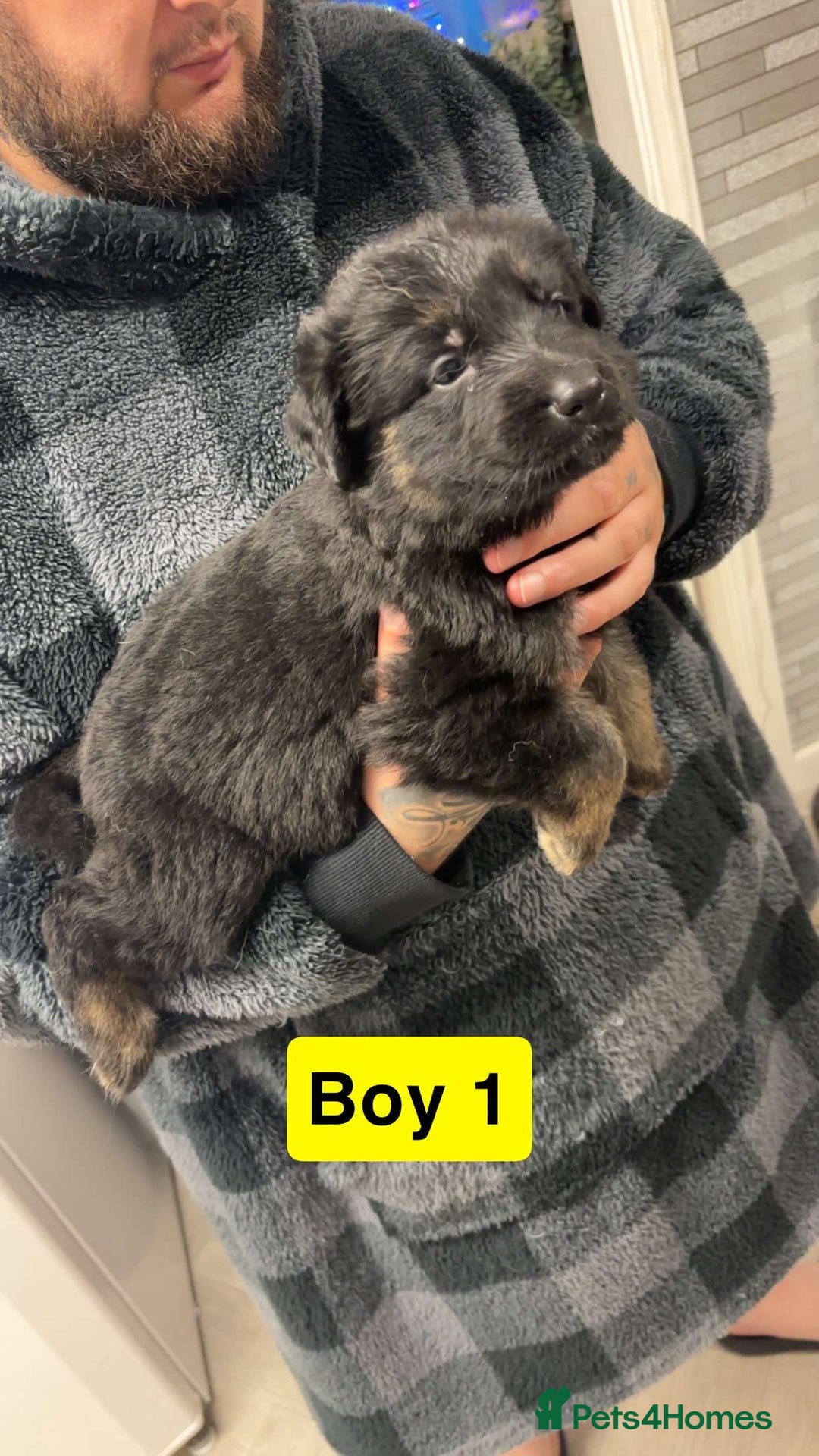 German Shepherd dogs for sale: German shepherd puppies  - Image 8