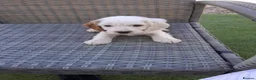 Cockapoo dogs for sale: Cockatoo  - Advert 4