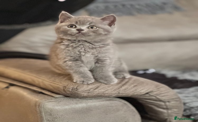 British Shorthair cats - Advert 8