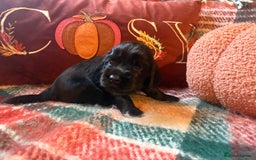 Cocker Spaniel dogs for sale: Beautiful Show Type Cocker Spaniel Puppies - Image 8