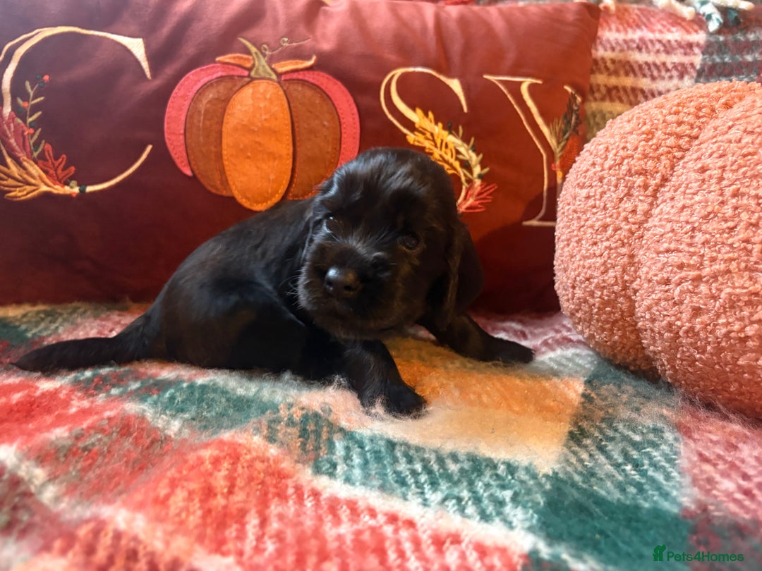 Cocker Spaniel dogs for sale: Beautiful Show Type Cocker Spaniel Puppies - Image 8