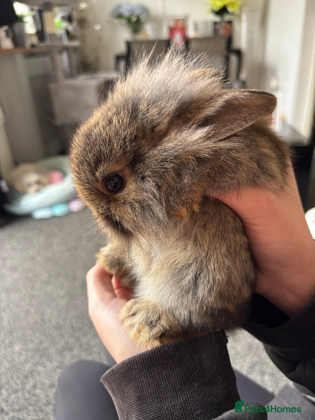 Mixed Breed rabbits for sale: Bunnies for sale  - Image 12