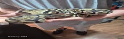 Python Snake reptiles for sale: Complete 4ft Vivexotic Stack & 4 Ball Pythons. in Chatham - Advert 17