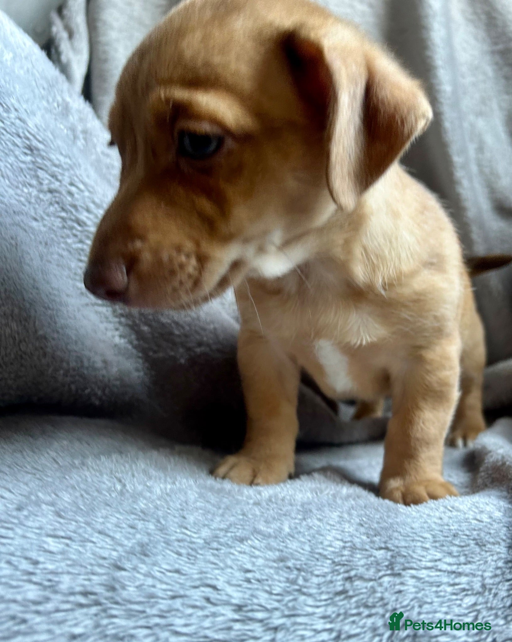 Mixed Breed dogs Stunning Jack Russell Pupps Merle, Chocolate & Red - Advert 2