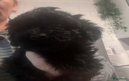 Yorkiepoo dogs for sale: 1 beautiful yorkiepoo ready to leave 🥰🥰 - Image 12