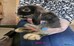 Mini Lop rabbits for sale: 8 mini lops forsale £50 each  - Image 1