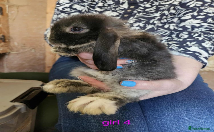 Mini Lop rabbits - Advert 2