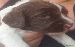 English Springer Spaniel dogs for sale:   English Springer Spaniel puppies  - Image 6