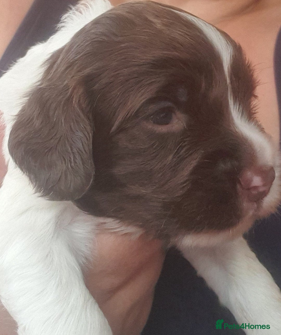 English Springer Spaniel dogs for sale:   English Springer Spaniel puppies  - Image 6