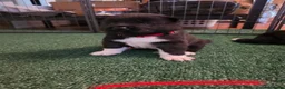 Akita dogs for sale: KC registered American Akita puppies - Advert 20