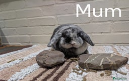 Mini Lop rabbits for sale: Mini Lop - Image 2