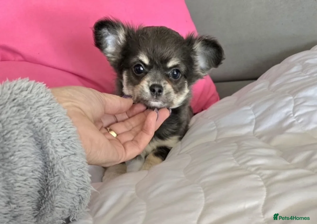 Chihuahua dogs for sale: Long haired Blue Chihuahua puppies  - Advert 1