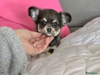 Chihuahua dogs Long haired Blue Chihuahua puppies - Advert 2