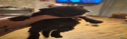 Mixed Breed cats for sale: 6 black kittens  - Advert 16