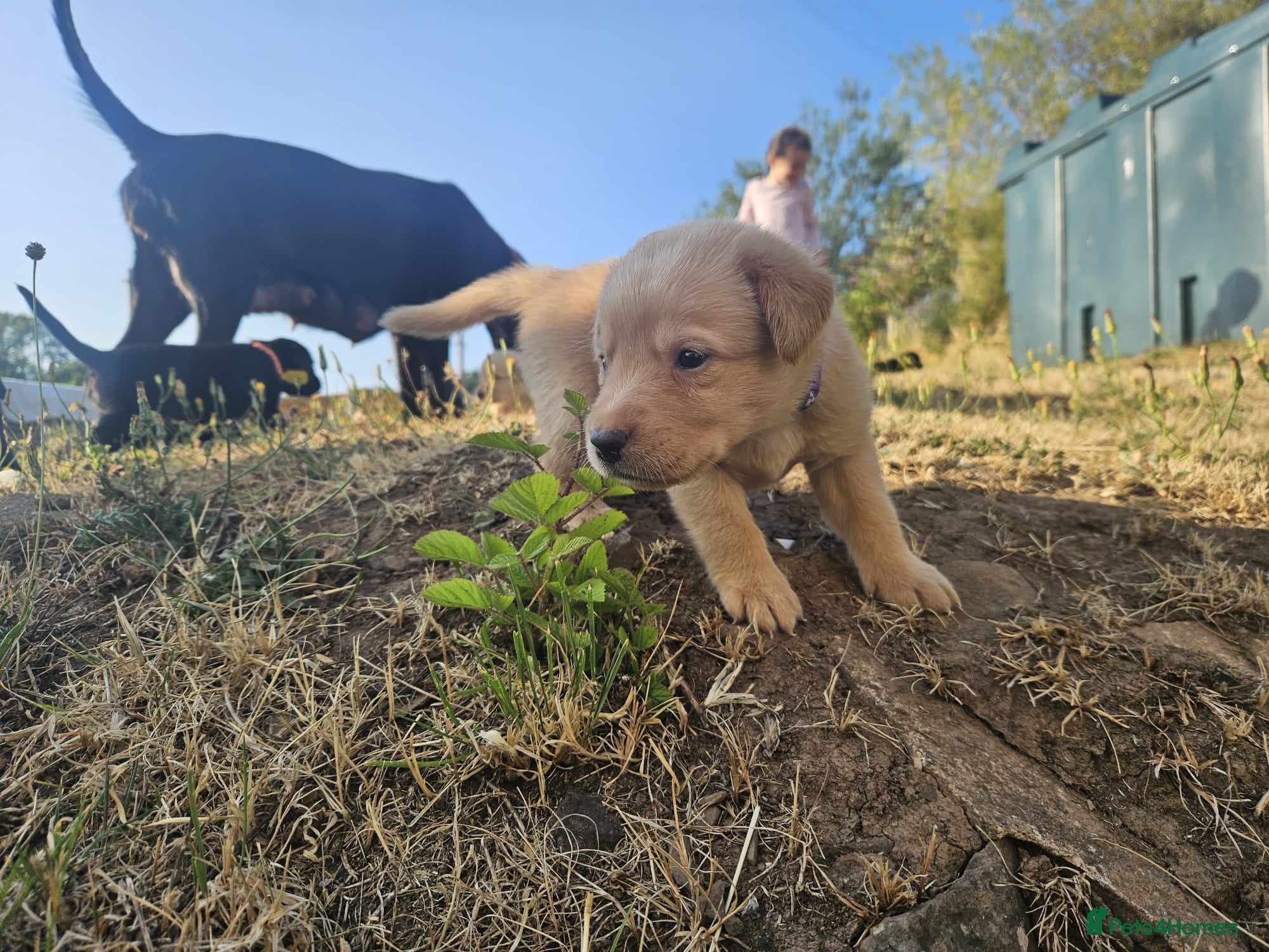 Labrador Retriever dogs Beautiful Labrador Retriever Puppies  - Advert 1