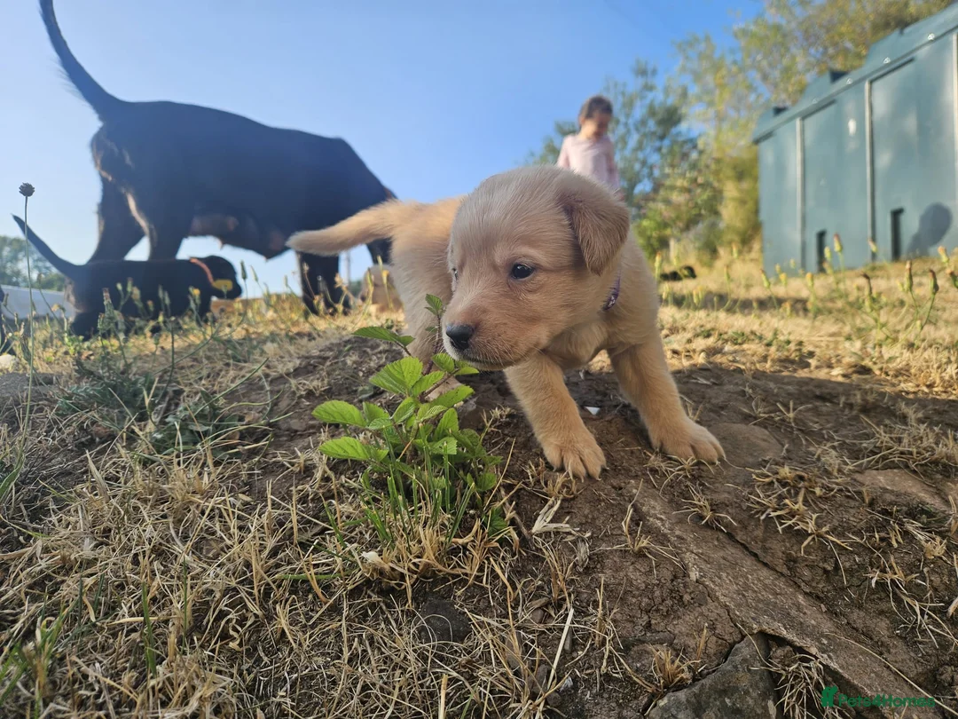 Labrador Retriever dogs for sale: Beautiful Labrador Retriever Puppies  - Advert 1