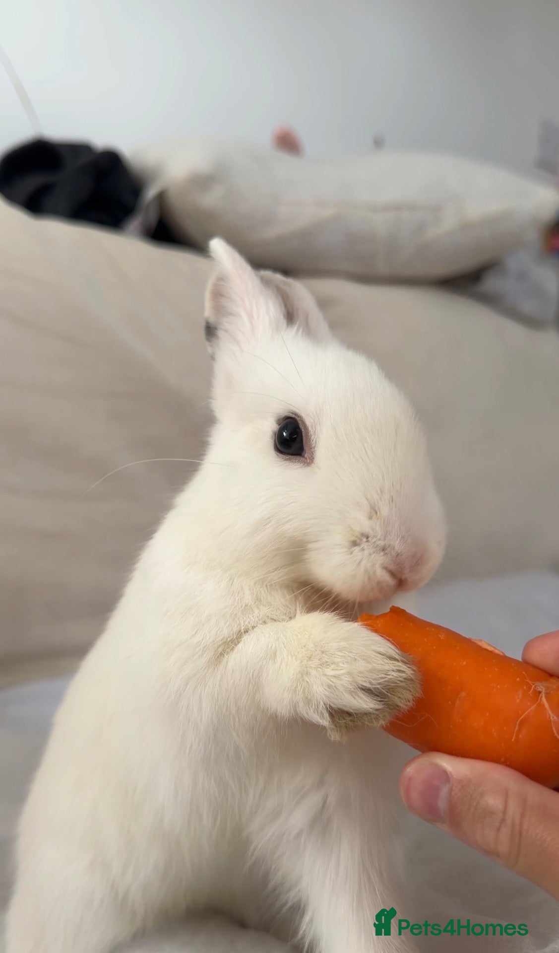 Mixed Breed rabbits for sale: White rabbit for rehoming  - Advert 1