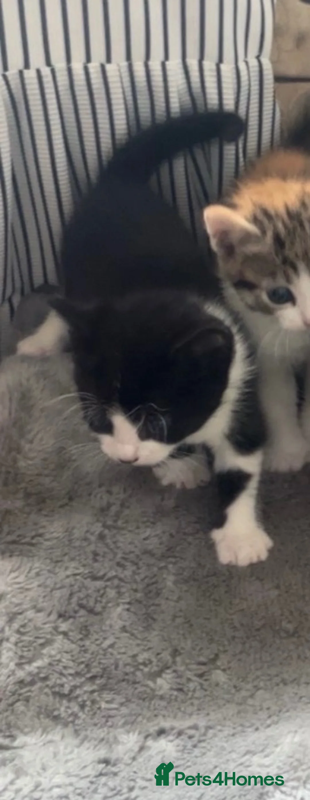 Mixed Breed cats for sale: beautiful kittens ready for a welcoming home in Oldham - Advert 2