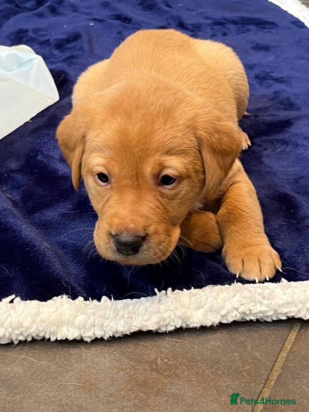 Labrador Retriever dogs for sale: Kennel Club Fox Red Labrador Puppies Health Tested - Advert 36