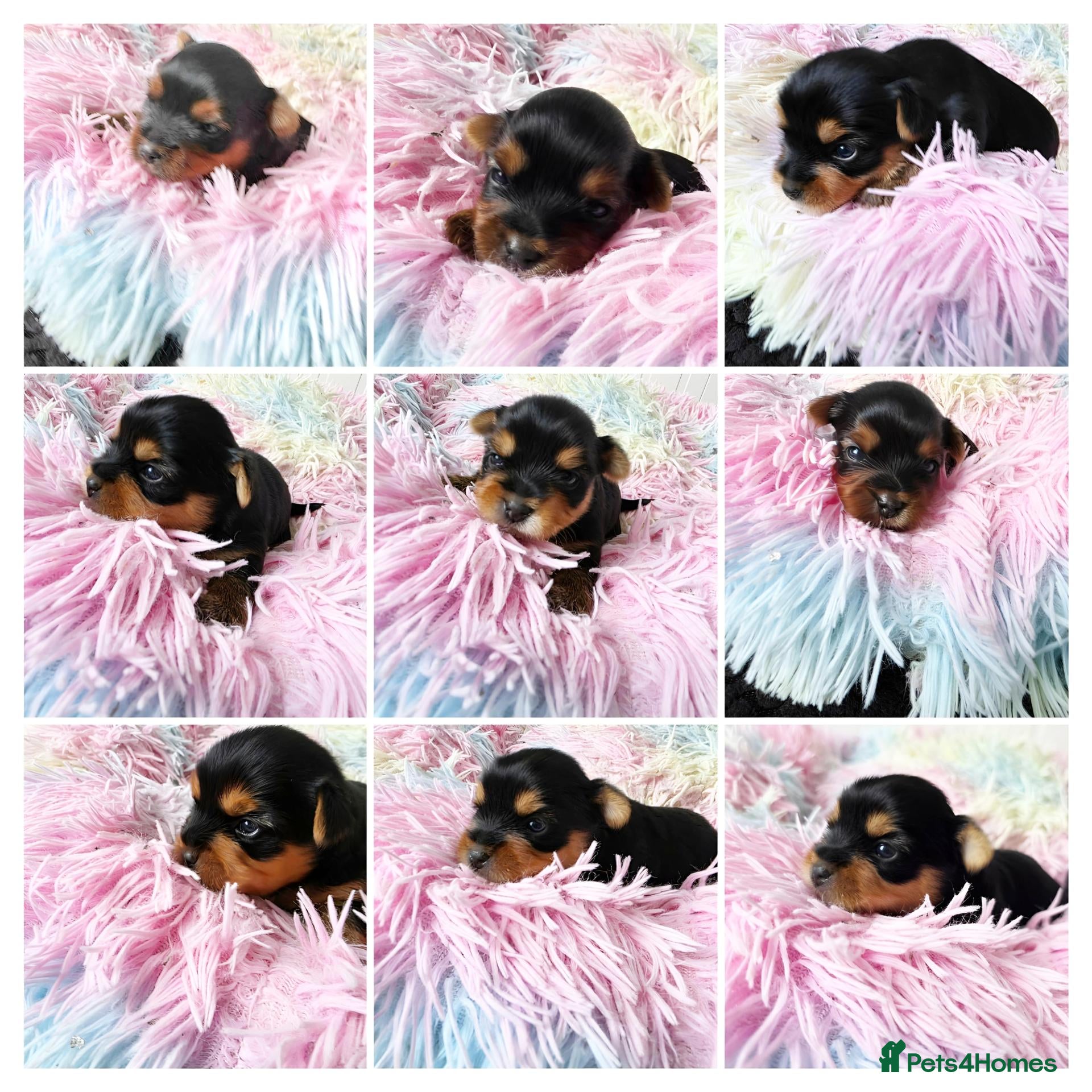 Yorkshire Terrier dogs 💕Yorkshire Terrier puppies.💕 - Advert 7