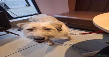 Mixed Breed dogs - Advert 16