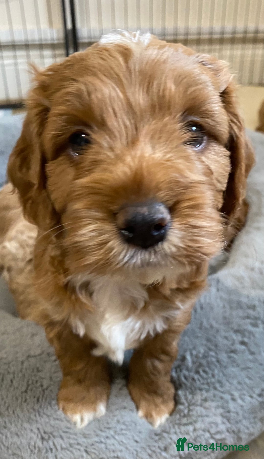 Cockapoo dogs for sale: 2 BOYS LEFT Quality F1 Cockapoos DNA CLEAR PARENTS - Image 5