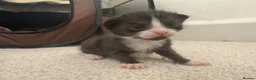 Mixed Breed cats for sale: 7 adorable kittens for sale  in Ashford - Advert 15