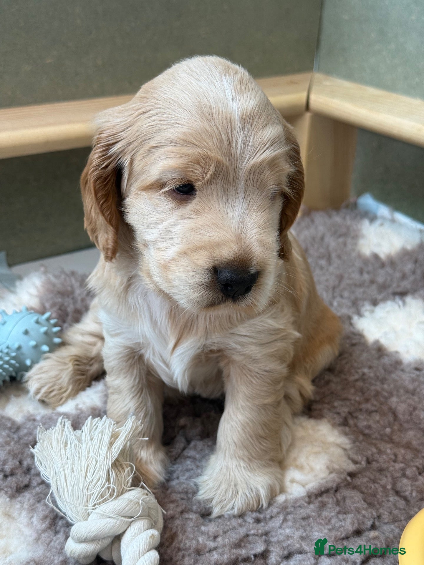 Cocker Spaniel dogs 🤍 KC Show Cocker Spaniels 🤍 - Advert 2