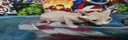 Sphynx cats for sale: Sphynx kittens  - Advert 6