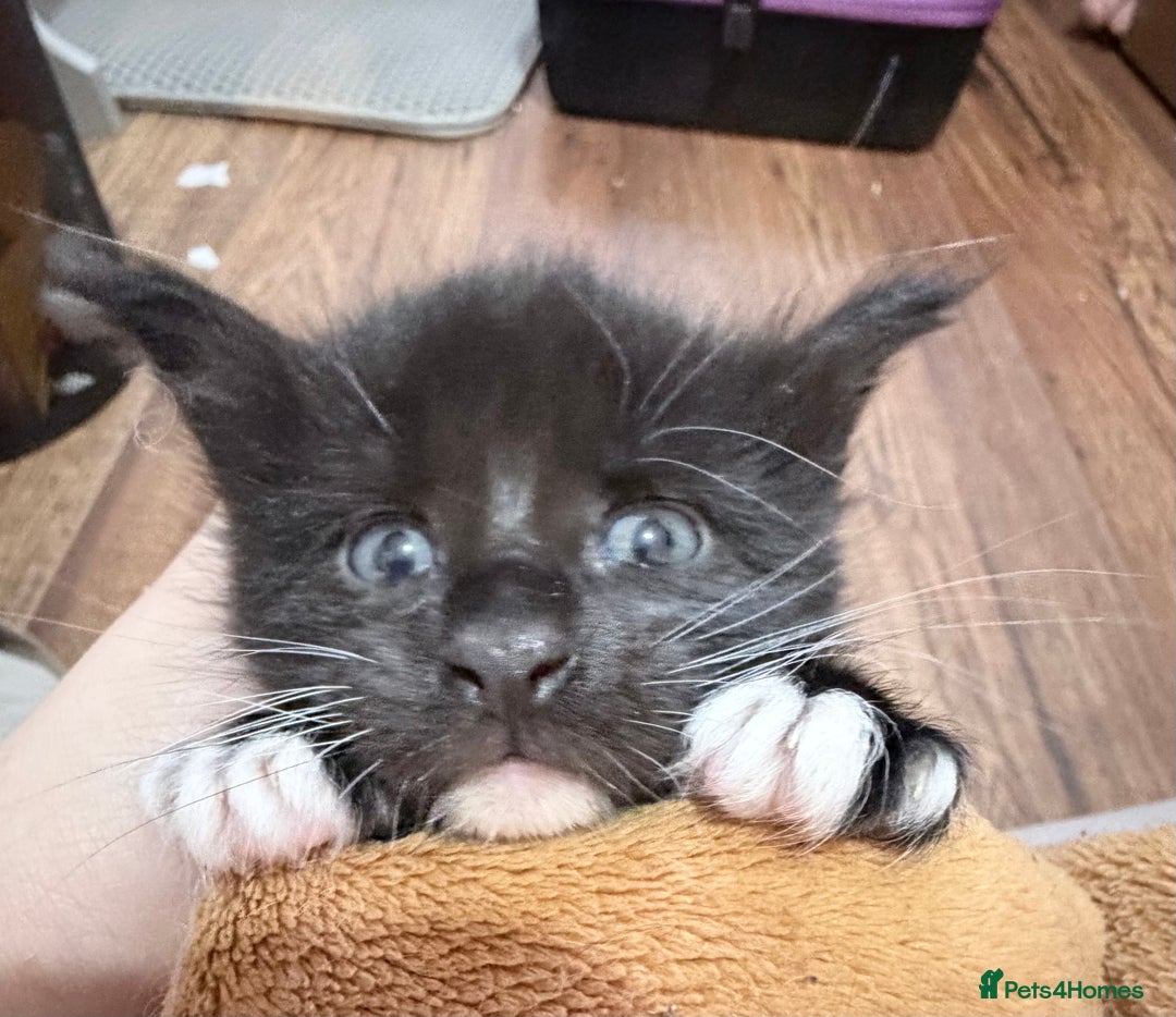 Maine Coon cats for sale: TICA reg adorable Maine Coon baby kittens  - Advert 5