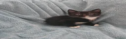 Mixed Breed cats for sale: Beautiful Kittens VIDEOS - Advert 21