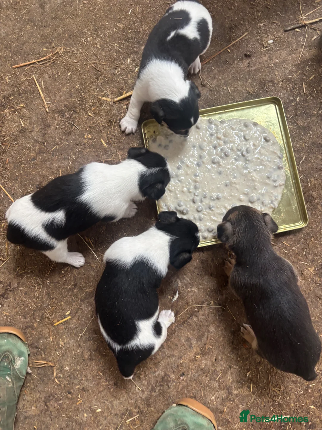Mixed Breed dogs for sale: Jack Russell with 1/4 Yorki  - Advert 2