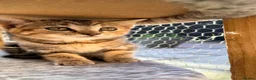 Scottish Fold cats for sale: Scottish fold, bengal x - Advert 23