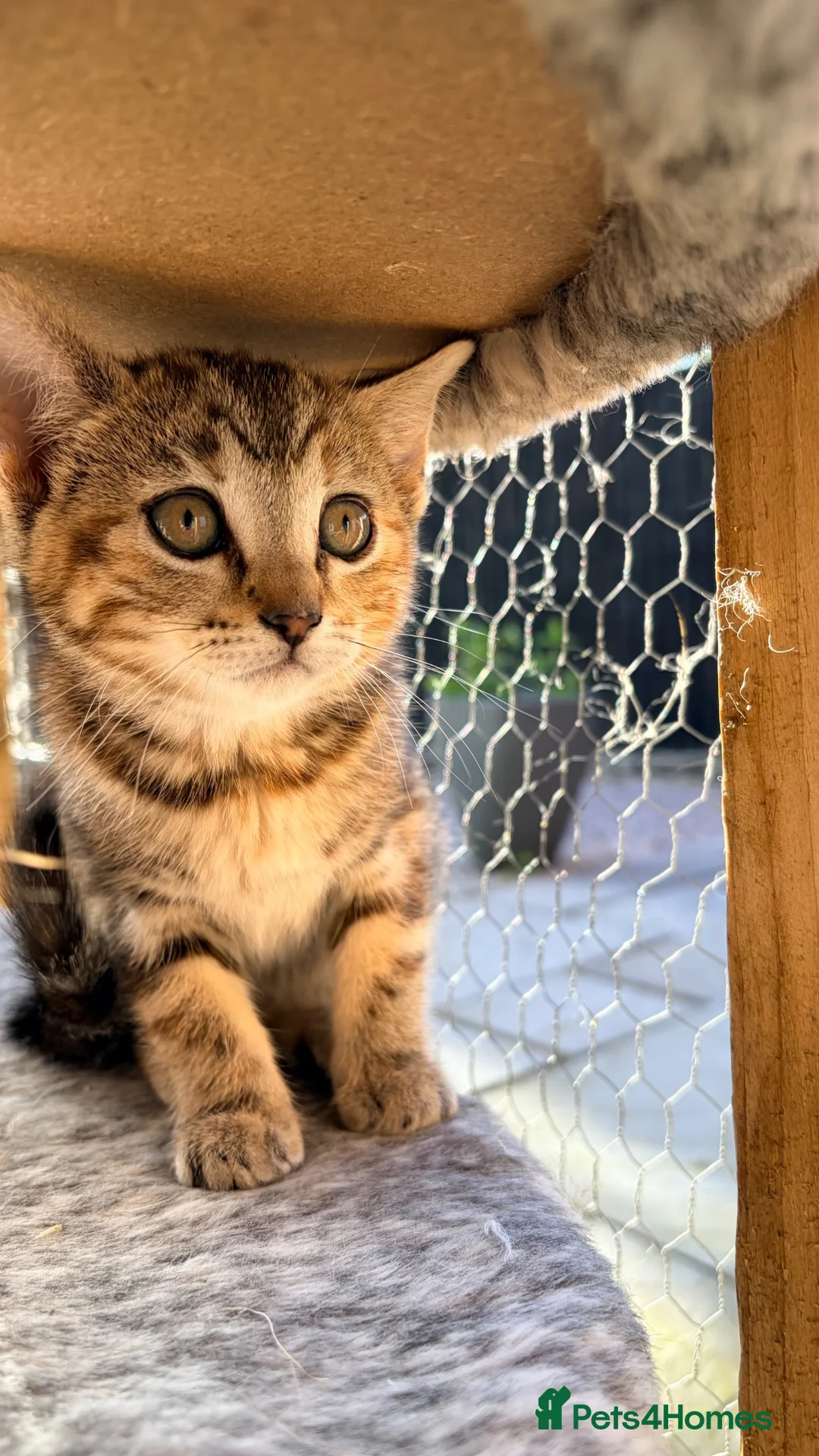 Scottish Fold cats for sale: Scottish fold, bengal x - Advert 23
