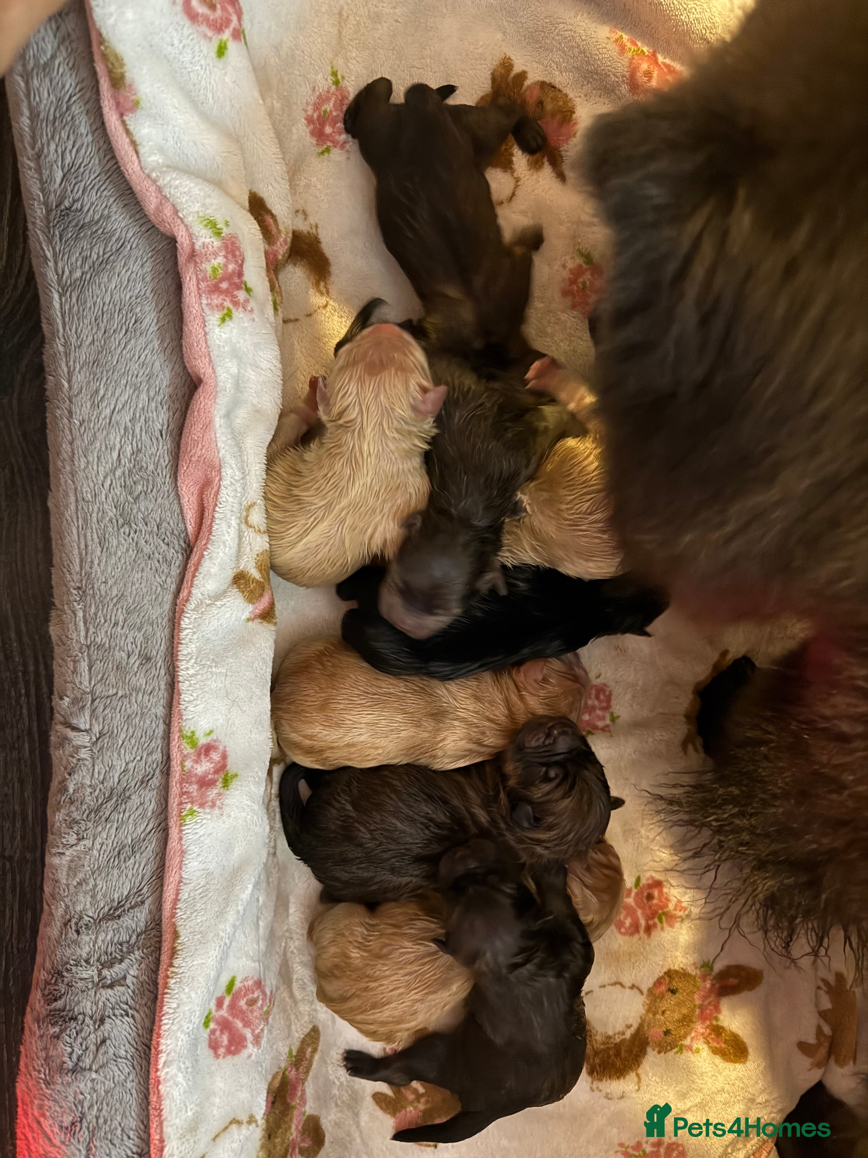 Chow Chow dogs 5 girls/4 boys full Chow Chow puppies - Advert 6