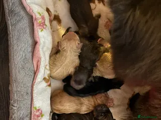 Chow Chow dogs 5 girls/4 boys full Chow Chow puppies - Advert 6