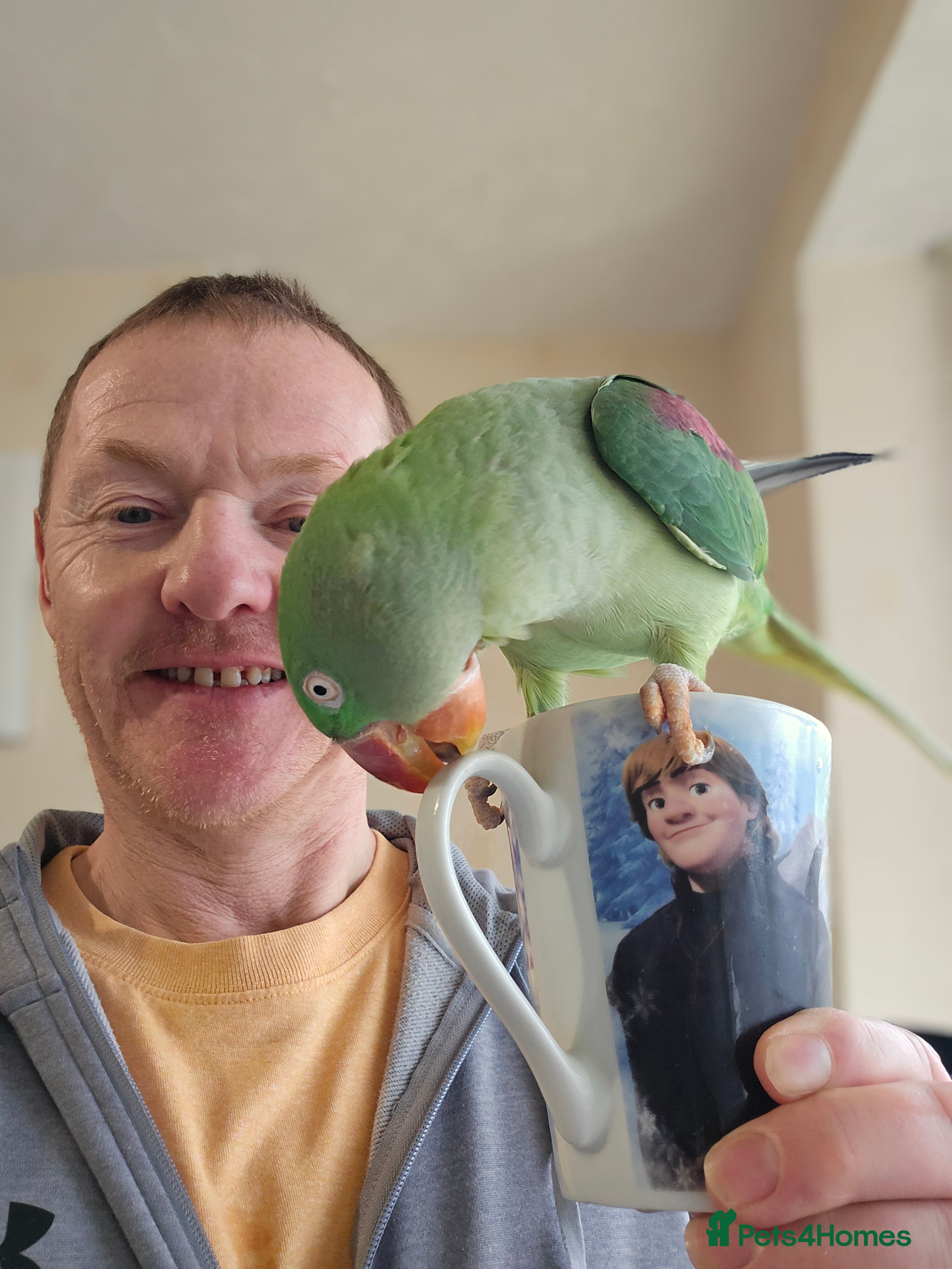 Parrots birds Alexandrine parrot - Advert 1