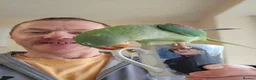 Parrots birds for sale: Alexandrine parrot - Advert 1