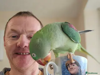 Parrots birds Alexandrine parrot - Advert 1