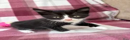 Mixed Breed cats for sale: Beautiful kittens  - Advert 7