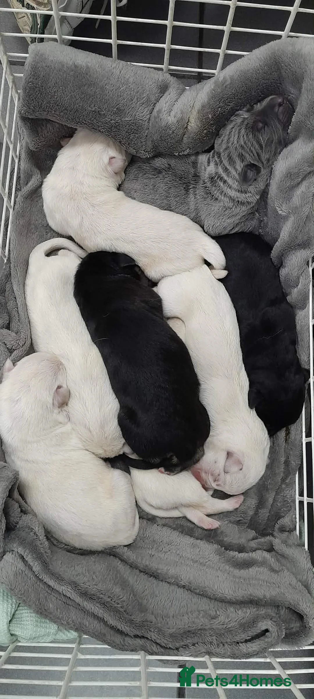 Mixed Breed dogs for sale: Gorgeous puppies  in Thetford - Advert 13