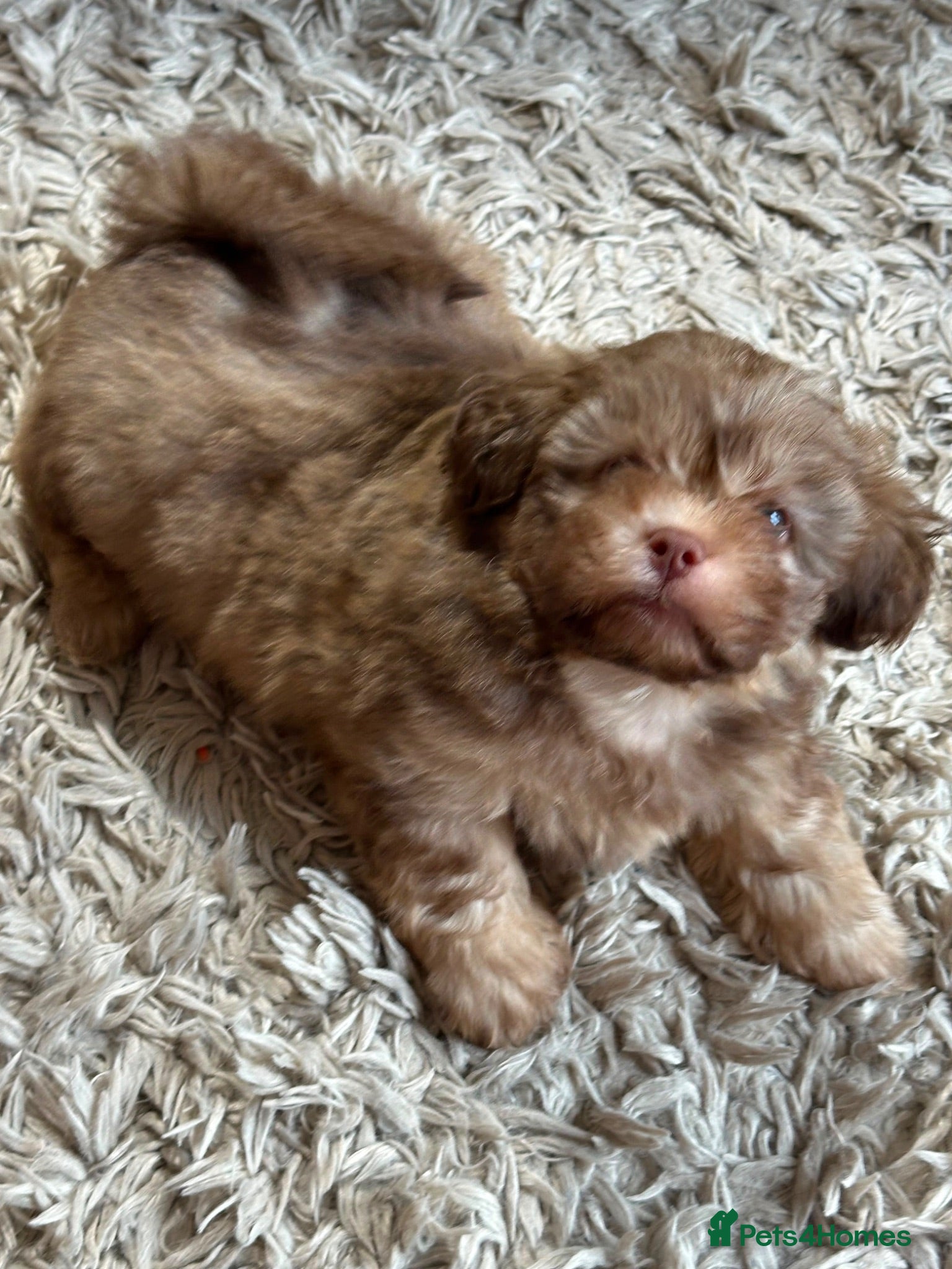 Shihpoo dogs WAITING LIST Toy Shihpoo  - Advert 1