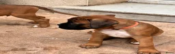 Boxer dogs for sale: READY NOW- Stunning boxer puppies - Advert 15