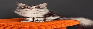 Maine Coon 1